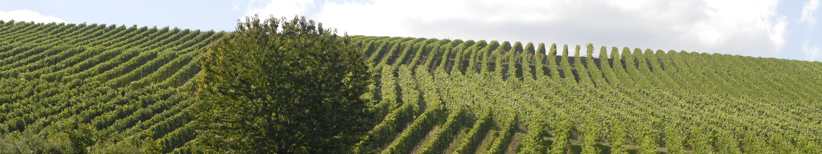 Ein Baum von Weinbergen umgeben ©DLR